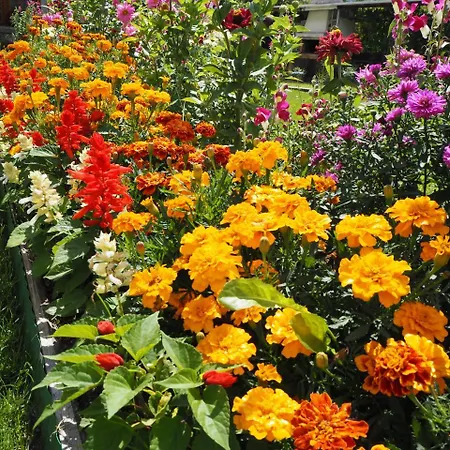 орбелус Konukevi Govedartsi