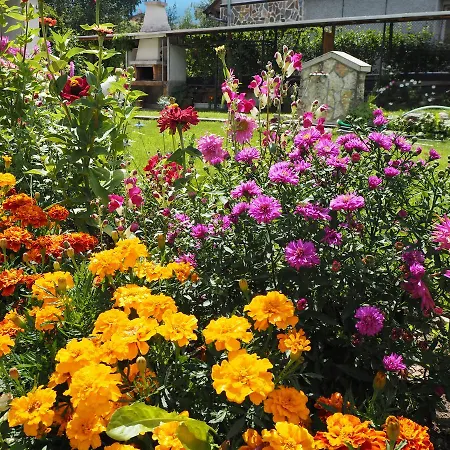 орбелус Konukevi *