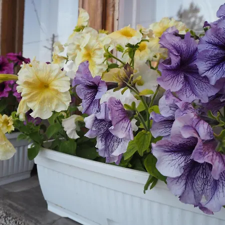 Pensión орбелус *