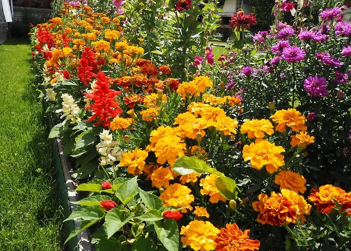 орбелус Maison d'hôtes Govedartsi