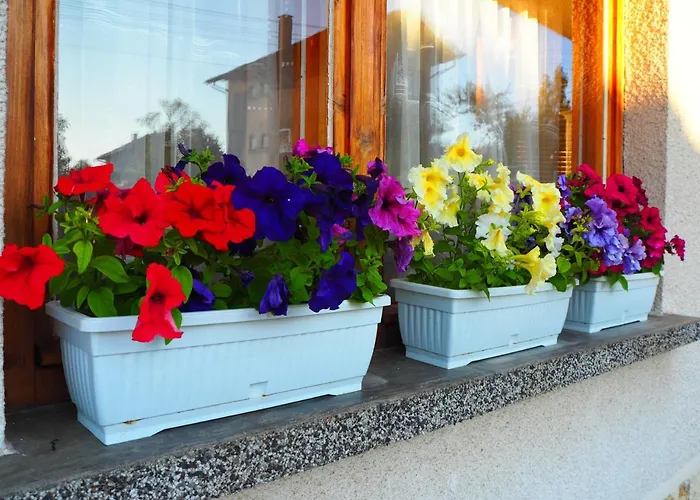 орбелус * Govedartsi